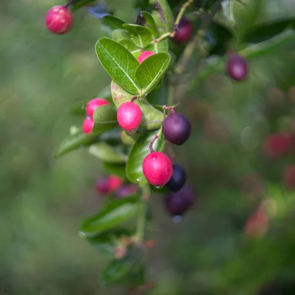 Mangó Ásít Lime Boo Fán Kertben — Stock Fotó