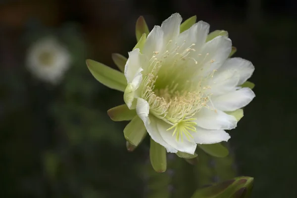 White flower cactus. Cactus Echinopsis. Daylight, outdoor, close up. Botanic garden. Big Cactus Flower. Arizona cactus garden.