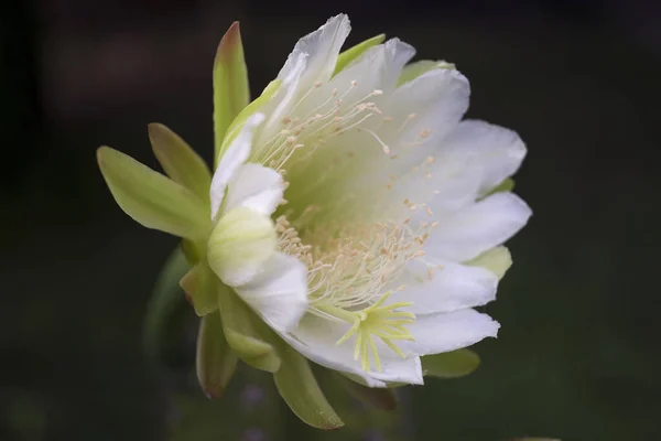 White flower cactus. Cactus Echinopsis. Daylight, outdoor, close up. Botanic garden. Big Cactus Flower. Arizona cactus garden.
