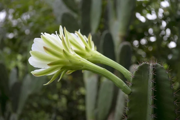 White Flower Cactus Cactus Echinopsis Daylight Outdoor Close Botanic Garden — Photo