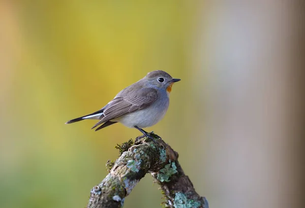 Blue Flycatcher Thailand Bird — ストック写真