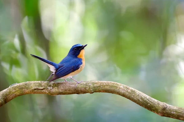 Blue Flycatcher Thailand Птах — стокове фото