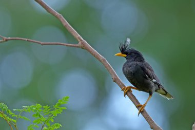 Bird (White-vented Myna) , Thailand
