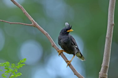 Bird (White-vented Myna) , Thailand