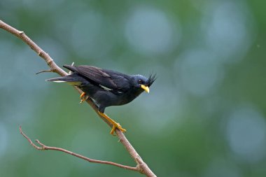 Bird (White-vented Myna) , Thailand