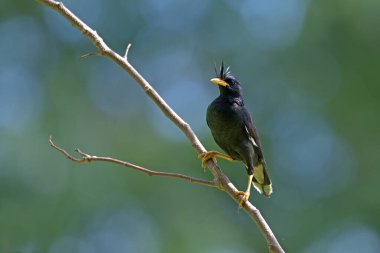 Bird (White-vented Myna) , Thailand