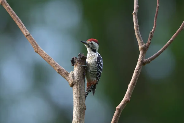 Bird Fulvous Breasted Woodpecker Tailândia — Fotografia de Stock