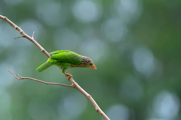 Uccello Barbet Lineare Megalaima Lineata Appollaiato Sul Ramo Sullo Sfondo — Foto Stock