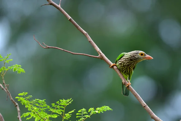 Uccello Barbetto Lineare Megalaima Lineata Appollaiato Sul Ramo Sfondo Verde — Foto Stock