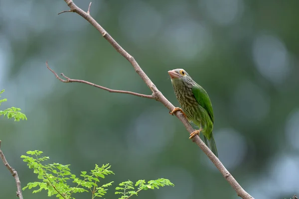 Lineated Barbet Bird Megalaima Lineata Poleiro Ramo Fundo Gren — Fotografia de Stock