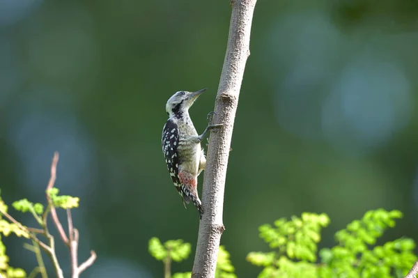 Vogel Buntspecht Thailand — Stockfoto