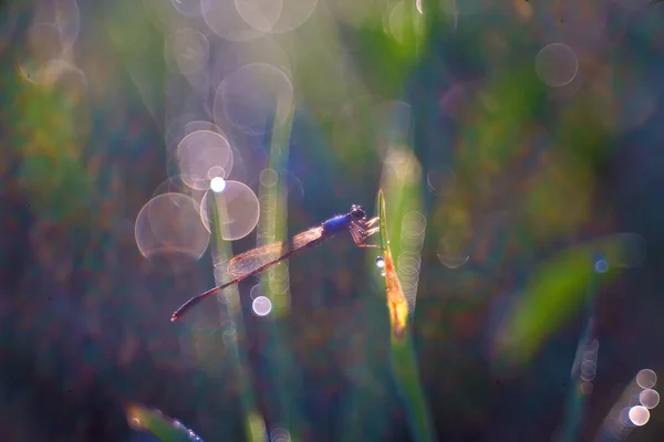 Krásná Vážky Trávě Zblízka Vážky Letní Ráno — Stock fotografie
