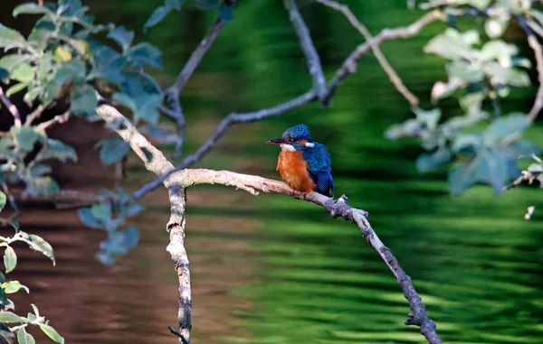 Pêche Martin Pêcheur Femelle Sur Rivière — Photo