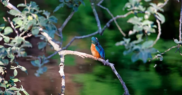 Female Kingfisher Fishing River — Stock Photo, Image