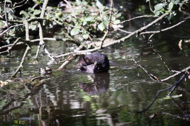 Amerikan vizonu nehirdeki dala tırmanıyor