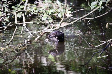 Amerikan vizonu nehirdeki dala tırmanıyor