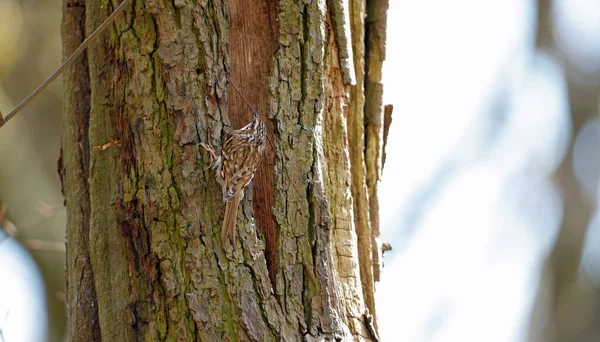 巣を作るために巣材を集めるツリーリーパー — ストック写真