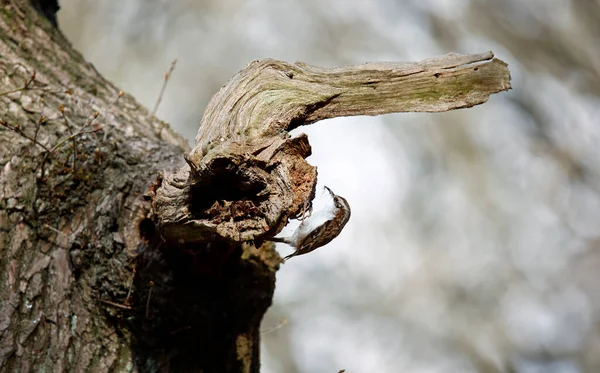 Baumschneider Sammelt Nistmaterial Sein Nest Bauen — Stockfoto