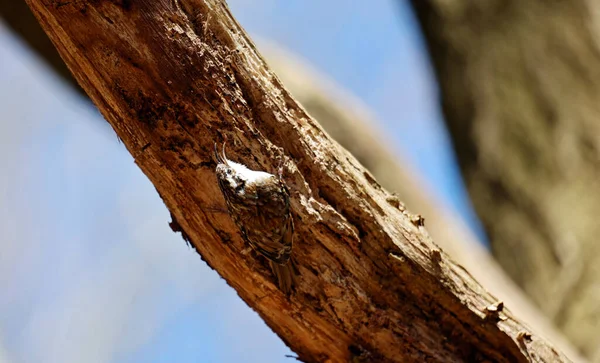 Древесник Собирает Материал Гнездования Построить Гнездо — стоковое фото