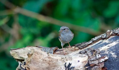 Dunnock ormanda yiyecek arıyor.