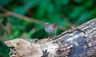 Dunnock ormanda yiyecek arıyor.