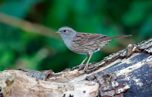 Dunnock Cherchant Nourriture Dans Les Bois — Photo