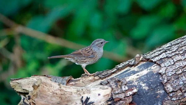 Dunnock Cherchant Nourriture Dans Les Bois — Photo