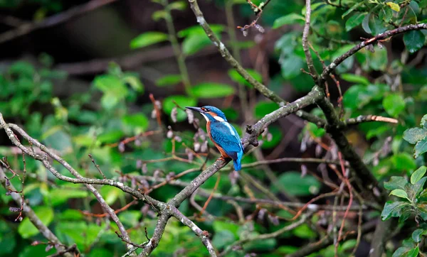 Juvenile kingfisher perched in a tree on the riverbank