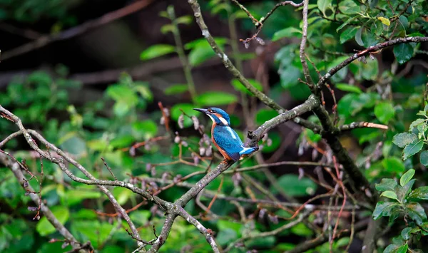 Juvenile Kingfisher Perched Tree Riverbank — Stock Photo, Image