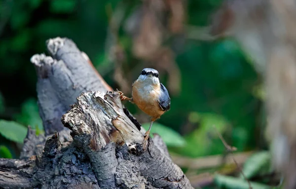 Nuthatch Buscando Comida Bosque —  Fotos de Stock