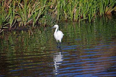 Balıklara uçan ve yiyecek arayan küçük balıkçıllar.