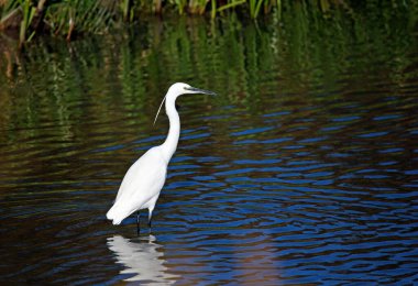 Balıklara uçan ve yiyecek arayan küçük balıkçıllar.