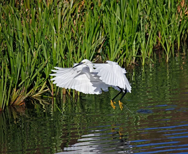 Petite Aigrette Qui Vole Pour Pêcher Nourrir — Photo