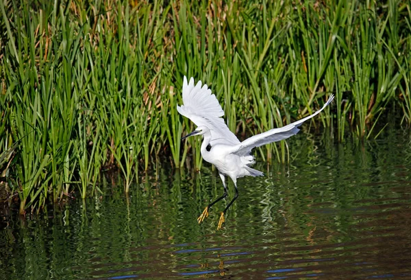 Pequeno Egret Voando Para Pescar Forragem Para Comida — Fotografia de Stock