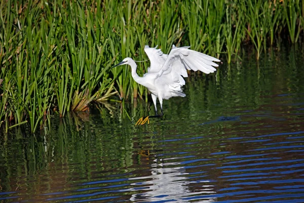 Pequeno Egret Voando Para Pescar Forragem Para Comida — Fotografia de Stock