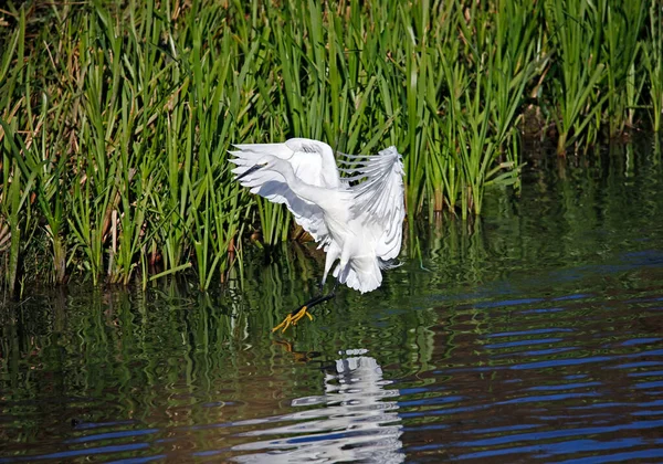 Pequeno Egret Voando Para Pescar Forragem Para Comida — Fotografia de Stock