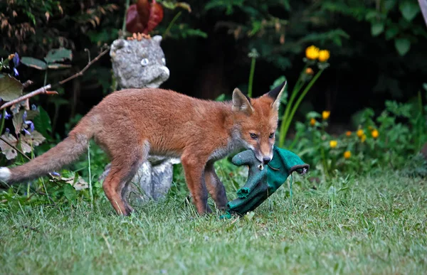 Tilki yavrusu atılmış bir bahçe eldiveniyle oynuyor.