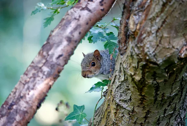 Inquisitive Grey Squirrel Tree Woods — Stock Photo, Image