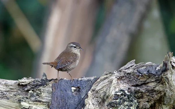 Wren ormanda yiyecek arıyor.