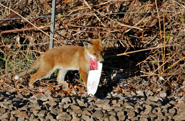 Fox cub playing with a discarded magazine