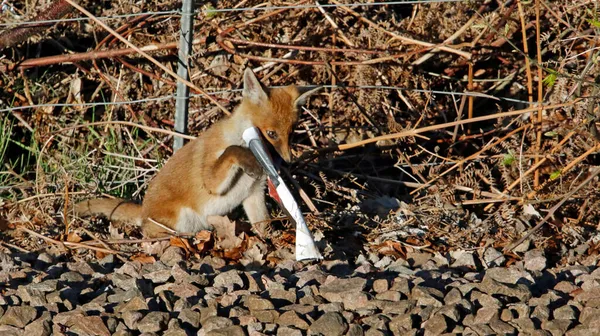 Fox cub playing with a discarded magazine