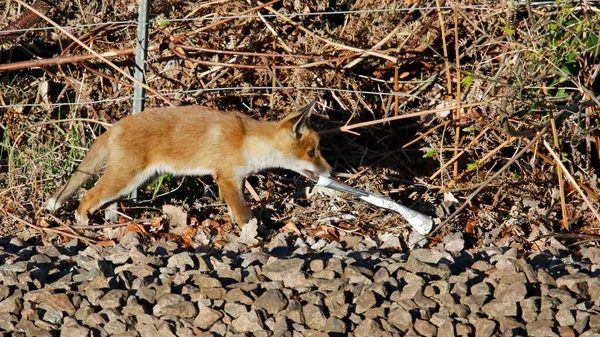 Fox Cub Παίζει Ένα Απορριπτόμενο Περιοδικό Royalty Free Φωτογραφίες Αρχείου