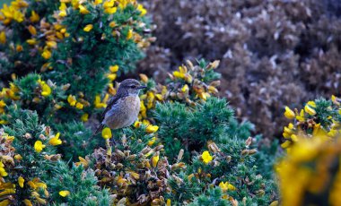 Çiçekli bir çalı ağacının üzerine tünemiş taş misali.