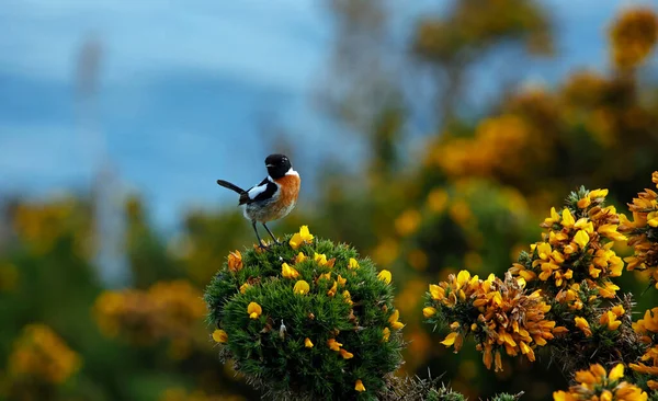 Stonechat Seděl Kvetoucím Keři — Stock fotografie