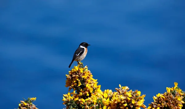 Schwarzkehlchen Thront Auf Einem Blühenden Ginsterbusch — Stockfoto