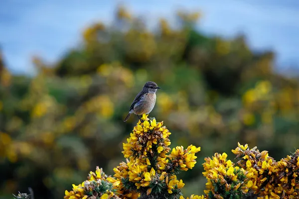 Çiçekli bir çalı ağacının üzerine tünemiş taş misali.