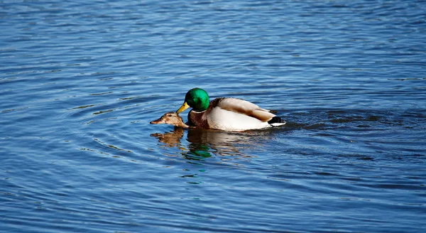 Mallards Accouplement Sur Lac — Photo