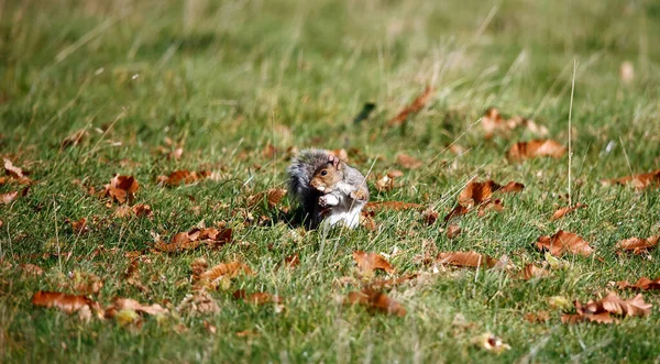 Grey Squirrel Collecting Storing Sweet Chestnuts — Stock Photo, Image