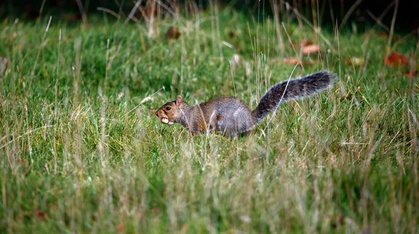 Grey Squirrel Collecting Storing Sweet Chestnuts — Stock Photo, Image