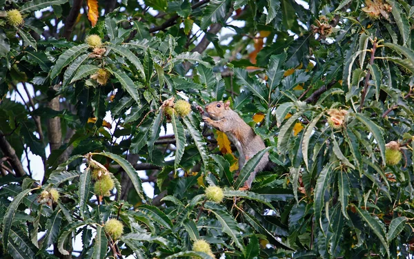 Grauhörnchen Sammelt Und Lagert Edelkastanien — Stockfoto